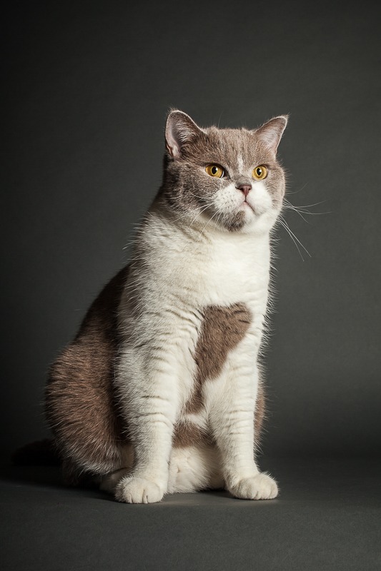 2015-03-01-21-33-44Canon-Canon-EOS-5D-Mark-II-1000×15001020883848