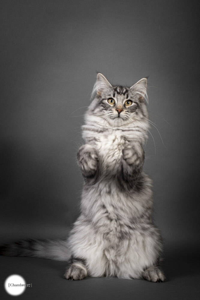 S’piegle du Fjord d’Argent (norvegien black silver tabby)