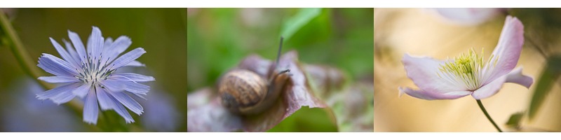 Initiation à la macrophotographie