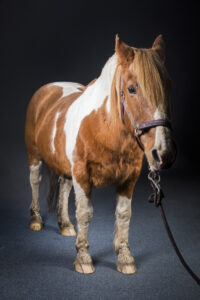 Studio_chambre27__D4_0248-Modifier